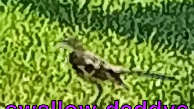 Swallow Daddy's